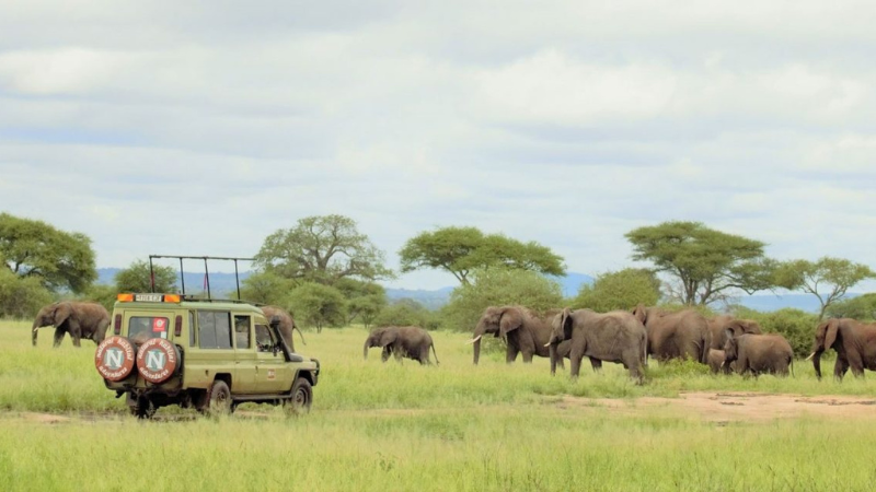 Ngorongoro: The Crown Jewel of African Wilderness.